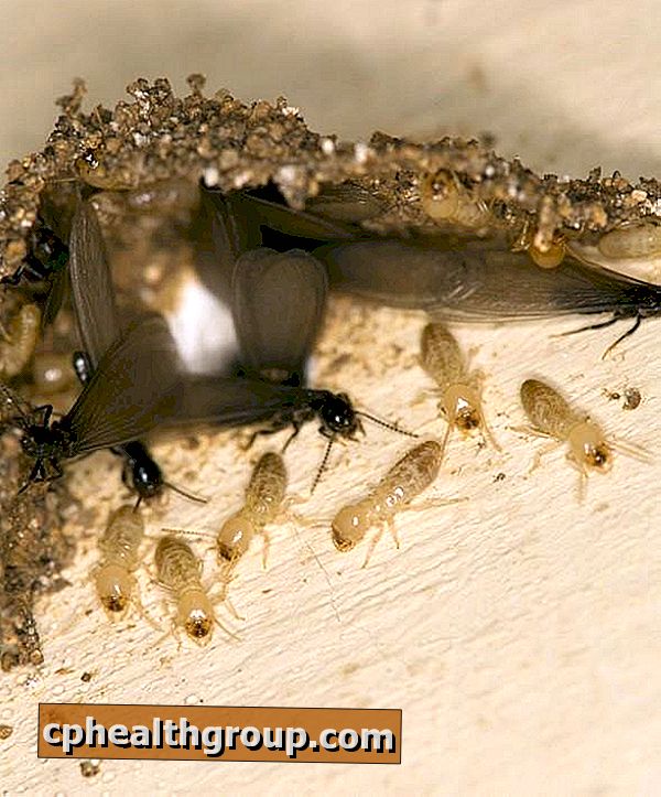 Kuidas kaitsta mööblit termiidide eest