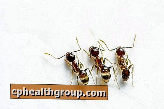 Как да елиминираме мравки естествено