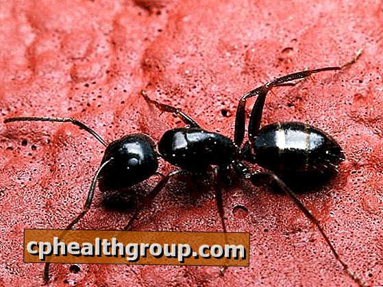 Come rimuovere le formiche di casa