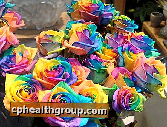 Jak barvit květiny (růže a karafiáty)