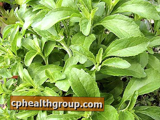 Quelles sont les propriétés médicinales de la stevia