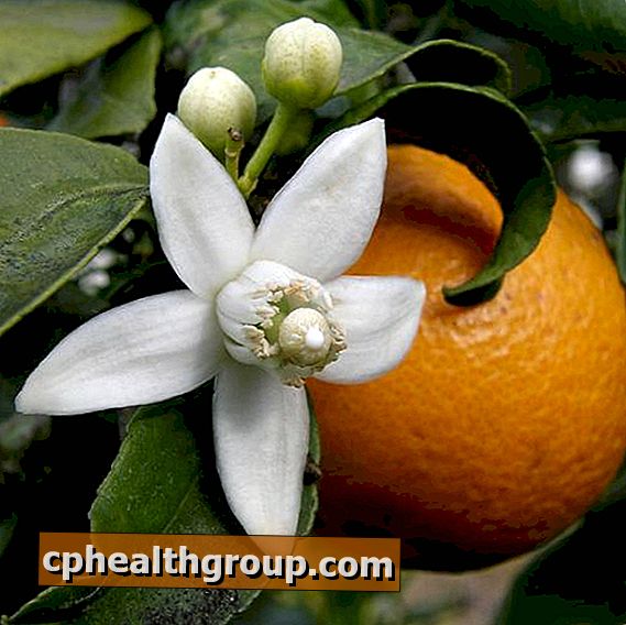 Koja su svojstva cvijeta naranče