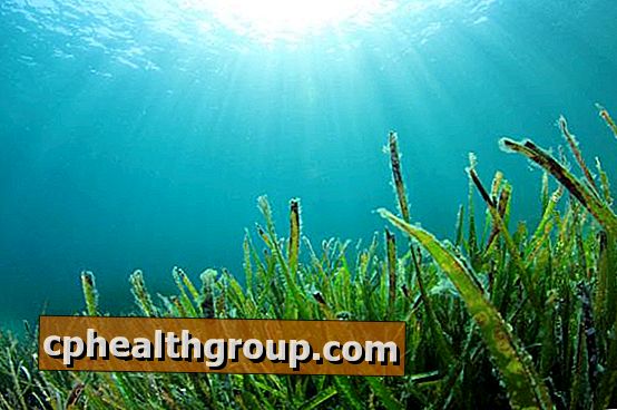 Propriedades de algas marinhas para a saúde