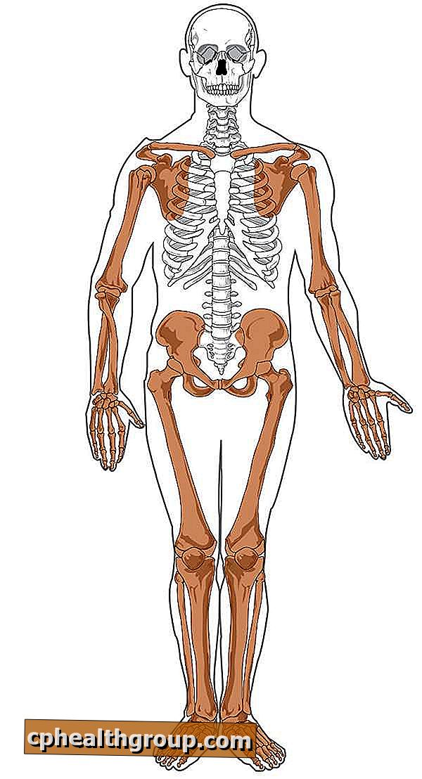 Qual è l'osso più piccolo del corpo umano