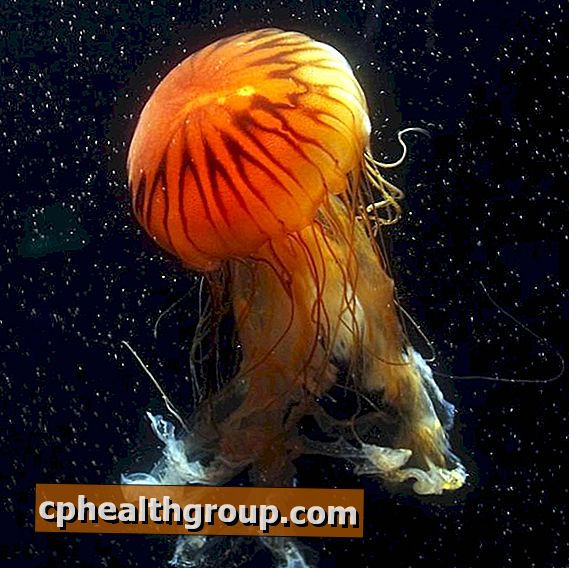 Kā noņemt taustekļus medūzā