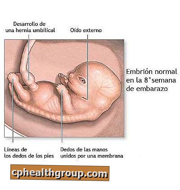 9 недель беременности тянет низ живота. 8 Неделя беременности пуповина. Эмбрион на 8 неделе беременности.