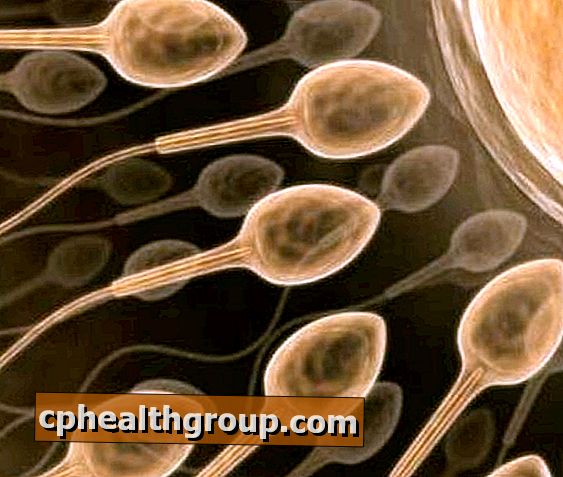 Cum se crește concentrația spermei în lichidul seminal