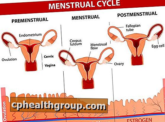 Jaké jsou hormony, které ovlivňují menstruační cyklus
