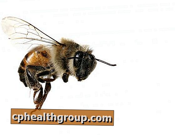 Namų gydymo priemonė, skirta bičių dilimui