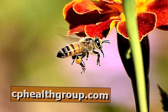 Kako se izogniti panju čebel in os
