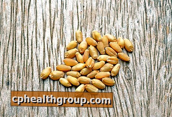 Kako uzeti pšenične klice da izgube težinu