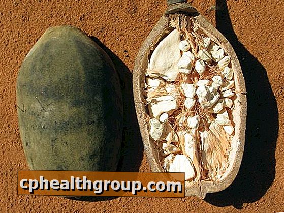 A baobab gyógyászati ​​tulajdonságai
