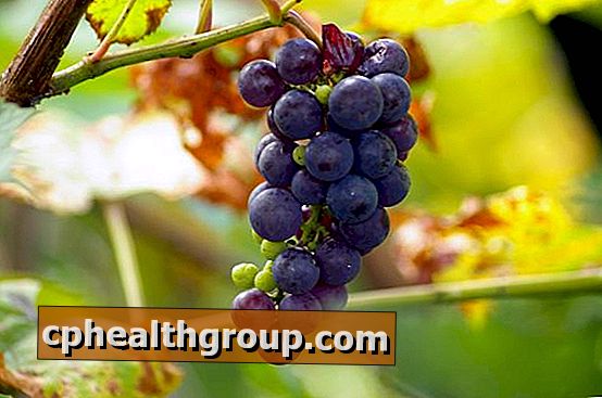Mitkä ovat viinirypäleiden edut