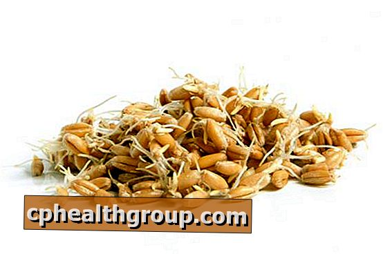 Quais são os benefícios do germe de trigo